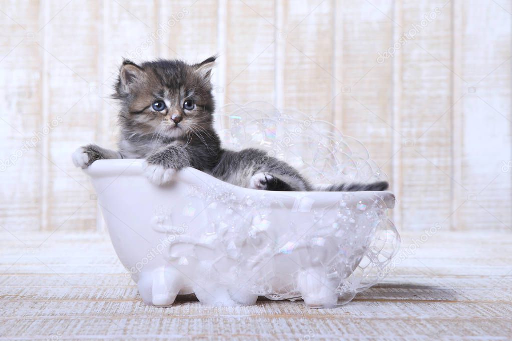 Tiny Kitten in a Bathtub With Bubbles 