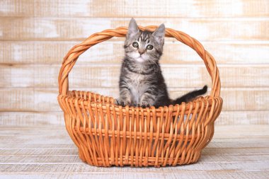 İri gözlü Zenciana yavru kedi