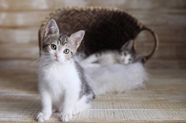 Sepet içinde iki Adoptable yavru kedi
