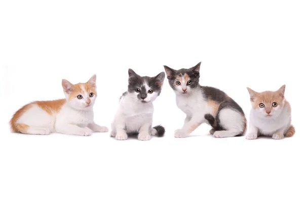 Четыре очаровательных пятнистых котенка на белом фоне — стоковое фото