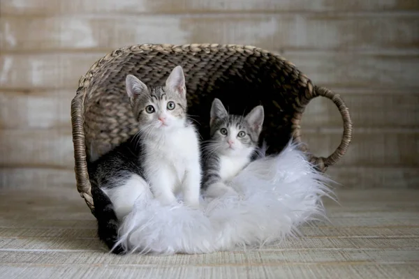 Zwei adoptionsfähige Kätzchen in einem Korb — Stockfoto