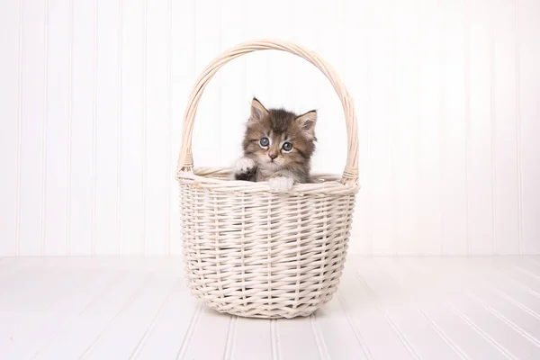 Maincoon Kitten With Big Eyes In Basket — Stock Photo, Image