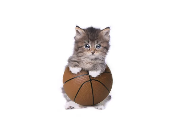 Maincoon Kitten With a Basketball — Stock Photo, Image