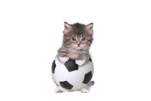 Maincoon Kitten With a Soccer Ball — Stock Photo, Image