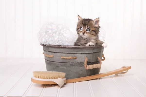 Maincoon Kitten With Big Eyes in Washtub Bathing — Stock Photo, Image