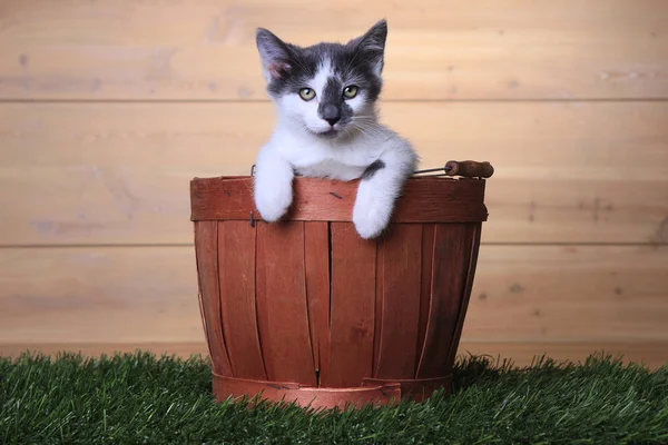 Maincoon Kitten With Big Eyes — Stock Photo, Image