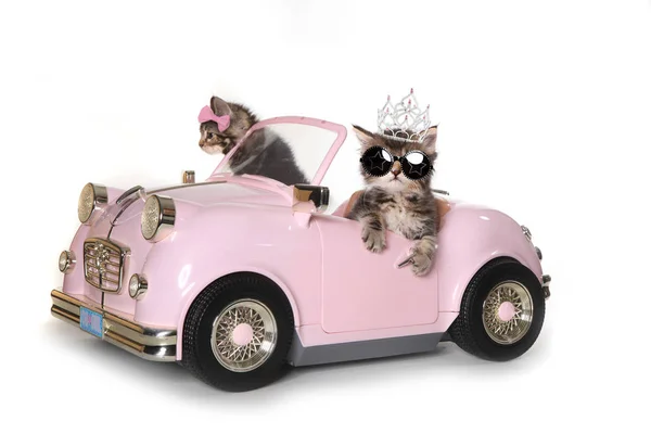 Söt Maincoon kattungar med att köra en cabriolet — Stockfoto