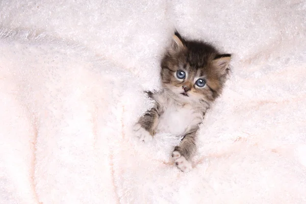 Maincoon Kitten met grote ogen — Stockfoto