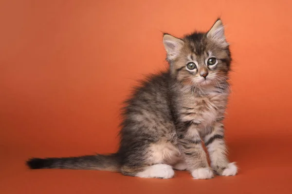 Maincoon Kitten With Big Eyes — Stock Photo, Image