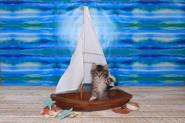 Maincoon Kitten con grandi occhi in barca a vela — Foto Stock