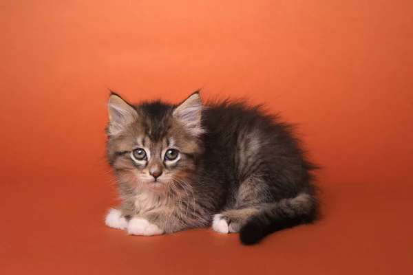 Maincoon Kitten met grote ogen — Stockfoto