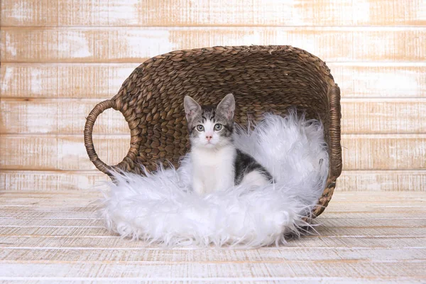 Короткие волосы котенка с большими глазами — стоковое фото