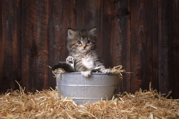 Carino gattino con paglia in un fienile — Foto Stock