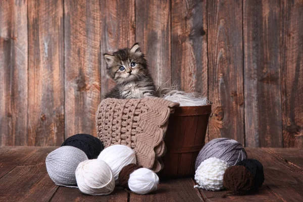 Cute Kitten With Balls of Yarn — Stock Photo, Image