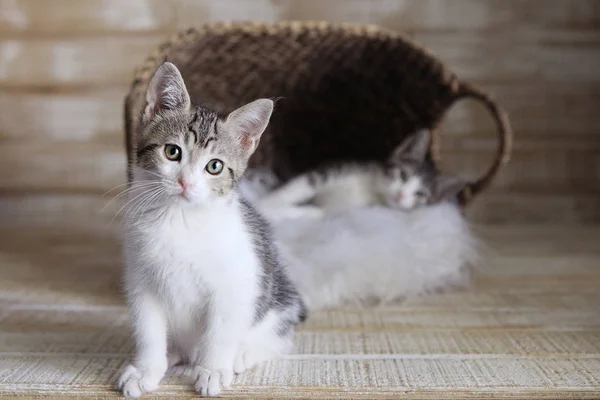 Two Adoptable Kittens in a Basket — Stock Photo, Image