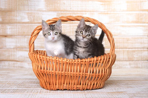 Dwa kociaki adopcji w koszu — Zdjęcie stockowe