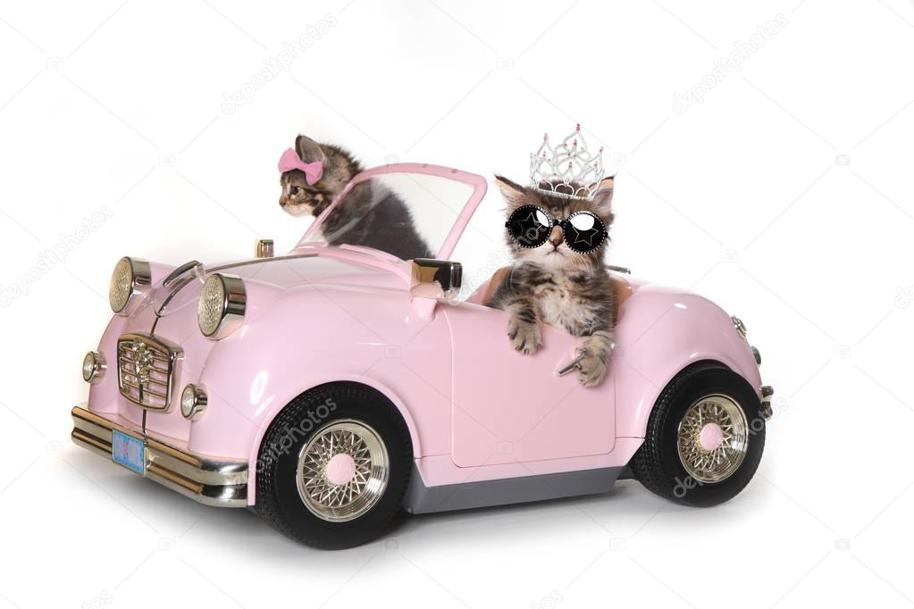 Cute Maincoon Kittens With Driving a Convertible