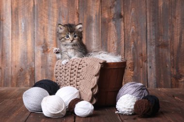 İplik topları ile şirin yavru kedi