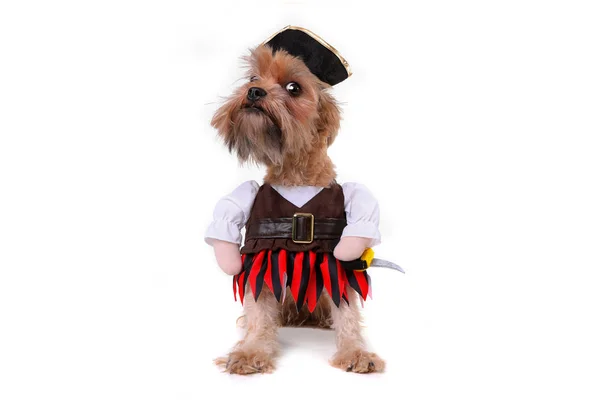 Cão rafeiro engraçado em roupa inspirada pirata — Fotografia de Stock