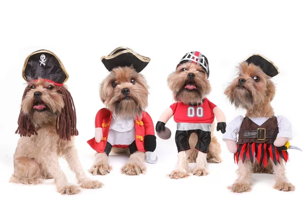 Cães múltiplos engraçados em trajes de pirata e futebol — Fotografia de Stock