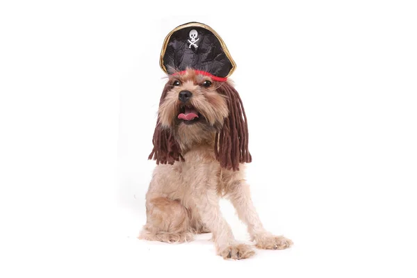 Cão rafeiro engraçado em roupa inspirada pirata — Fotografia de Stock