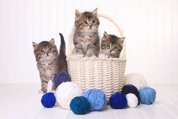 Cute Kittens With Balls of Yarn — Stock Photo, Image