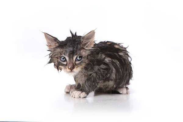 Wet and Mad Kitten After a Bath — Stock Photo, Image