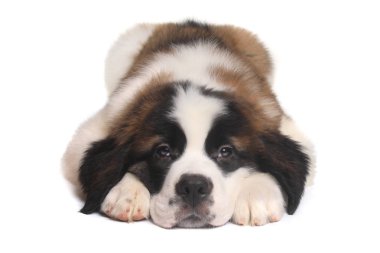 Tatlı ifade ile Saint Bernard köpek yavrusu