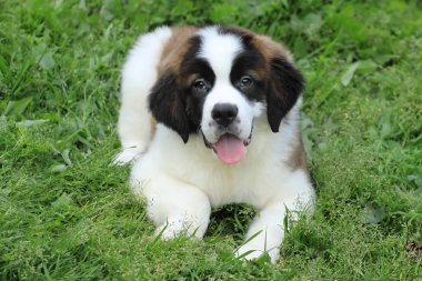 Tatlı ifade ile Saint Bernard köpek yavrusu