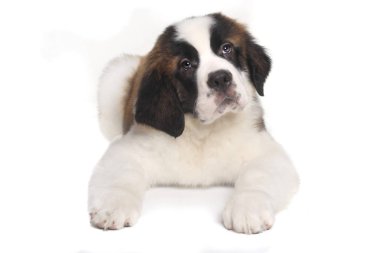 Tatlı ifade ile Saint Bernard köpek yavrusu