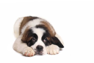 Tatlı ifade ile Saint Bernard köpek yavrusu