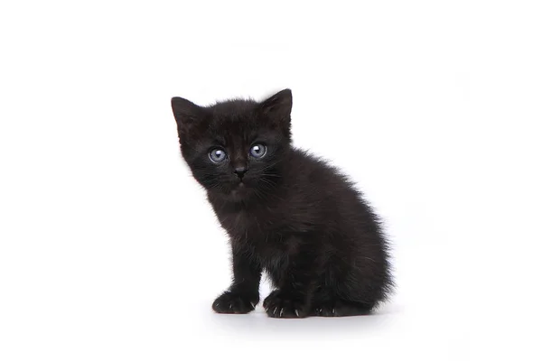 Cute Adorable Kitten Perfect for a Calendar — Stock Photo, Image