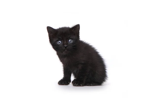 Chaton adorable mignon parfait pour un calendrier — Photo