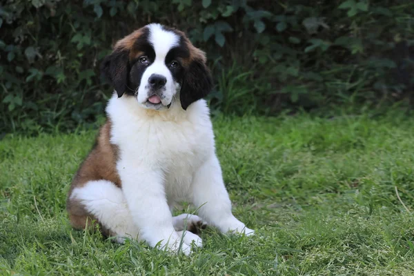 Saint Bernard Puppy With Sweet Expression — Stock Photo, Image