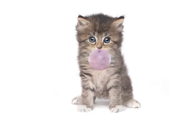 Cute Adorable Kitten Perfect for a Calendar — Stock Photo, Image