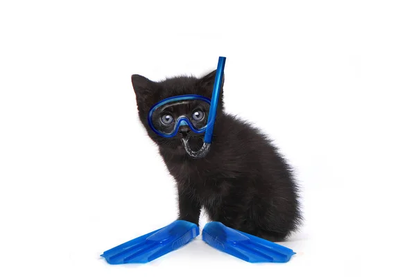 Cute Adorable Kitten Perfect for a Calendar — Stock Photo, Image