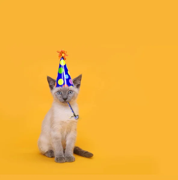 Geschnittene siamesische Partykatze mit Geburtstagsmütze — Stockfoto