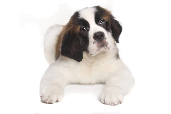 Saint Bernard kiskutya édes kifejezés — Stock Fotó