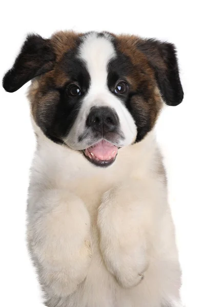 Saint Bernard Puppy Cu Expresie Dulce — Fotografie, imagine de stoc