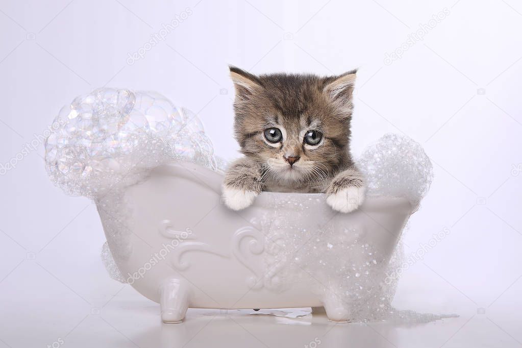 Cute Adorable Kitten Perfect for a Calendar