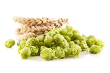 taze yeşil şerbetçiotu