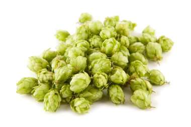 taze yeşil şerbetçiotu