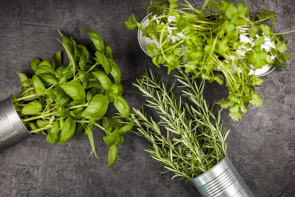 Fresh herbs on grey background — Stock Photo, Image