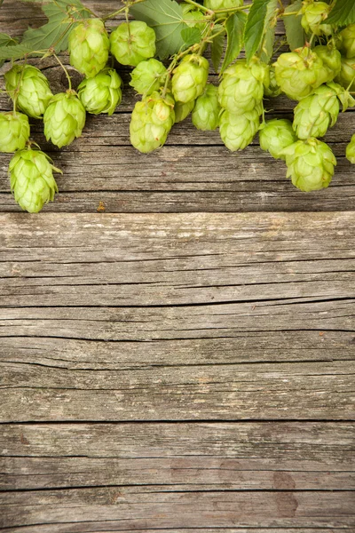 Čerstvý zelený chmel — Stock fotografie