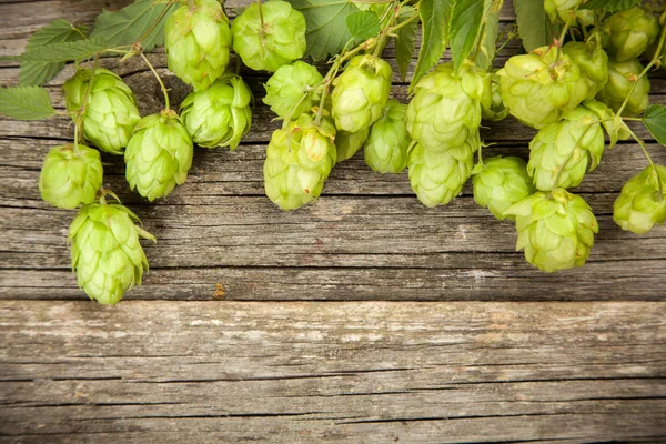 Verse groene hop — Stockfoto