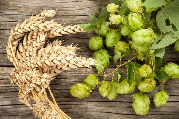 Malz und Hopfen — Stockfoto