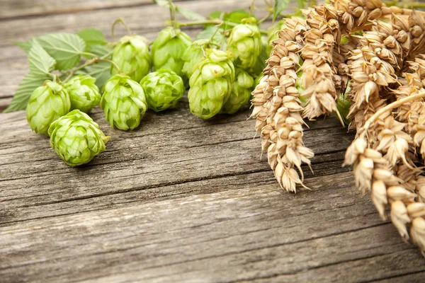 Malz und Hopfen — Stockfoto