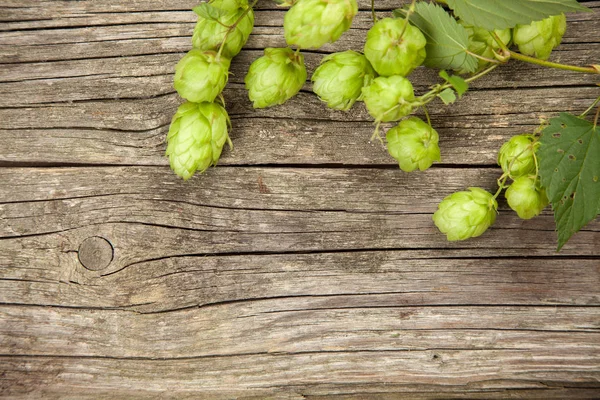 Färska gröna humle — Stockfoto