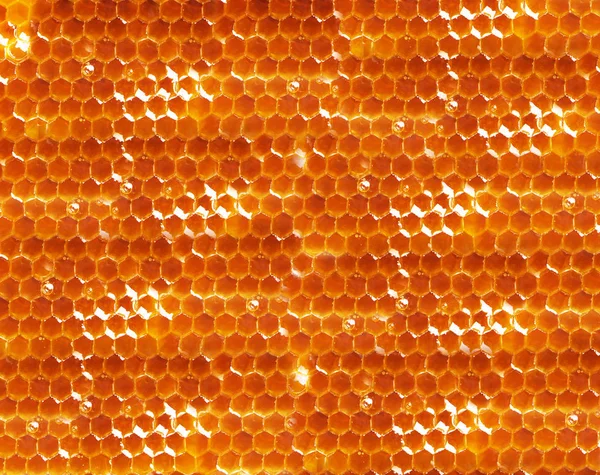 Textura de panal de abeja primer plano — Foto de Stock