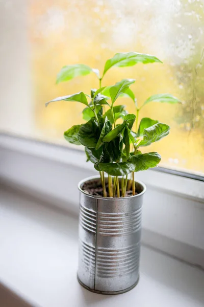 Koffie plant op venster — Stockfoto
